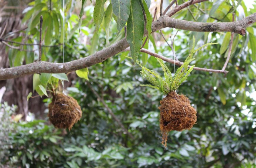 Make your own Kokedama