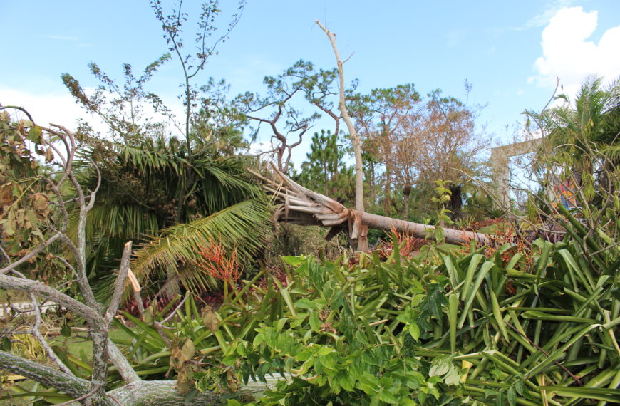 Official Garden Hurricane Cleanup Recommendations