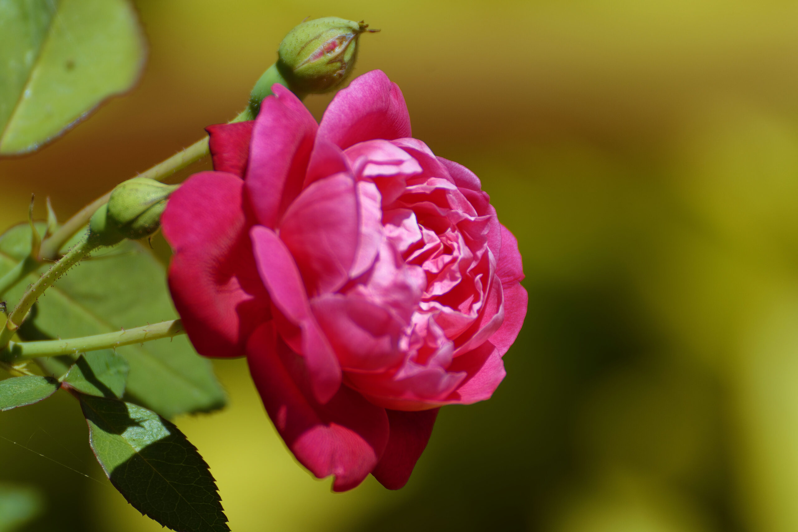 Oper Encore Roses Opera Naples Performance | Naples Botanical Garden
