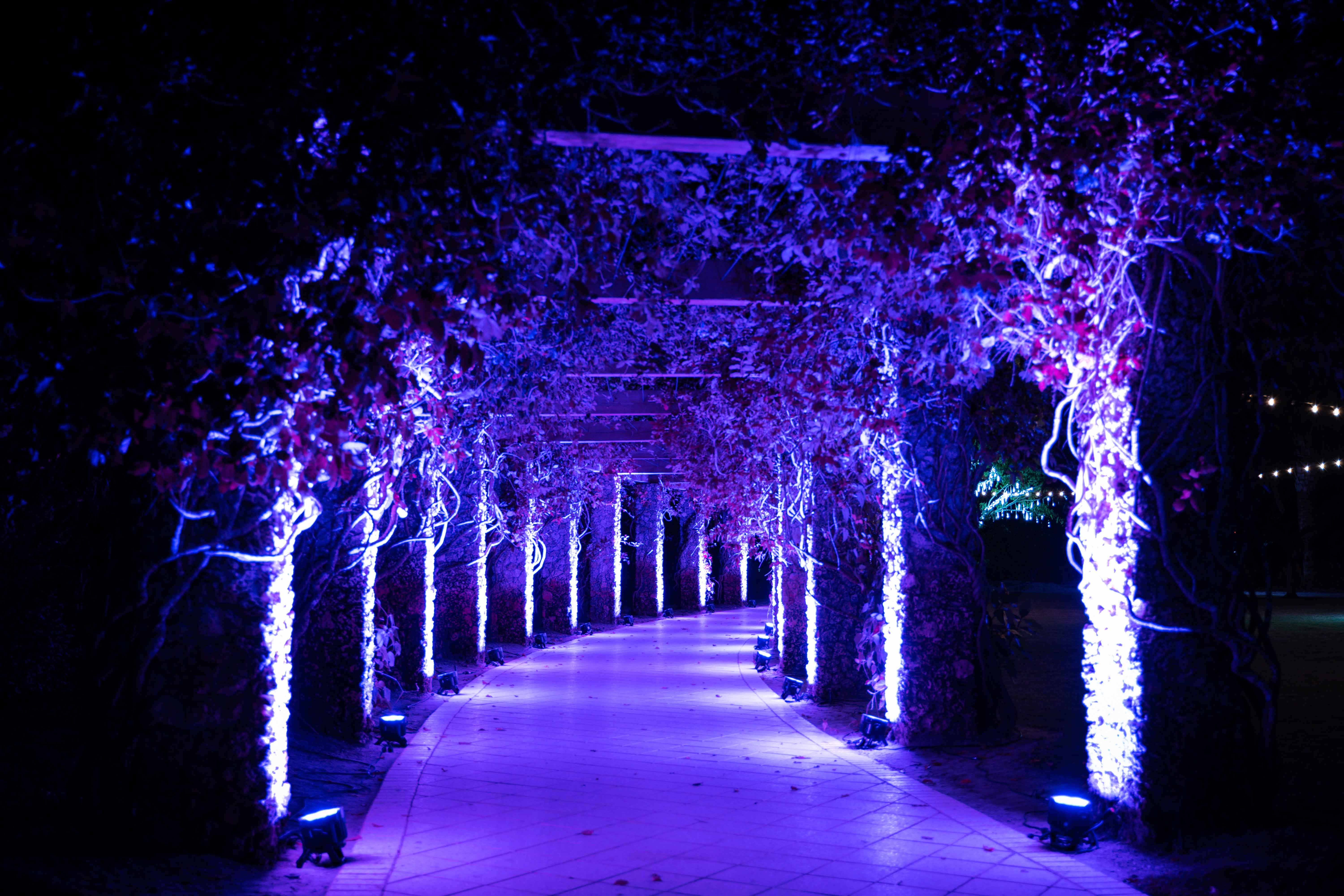 Night Lights In The Garden Naples Botanical Garden