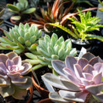 plants for sale