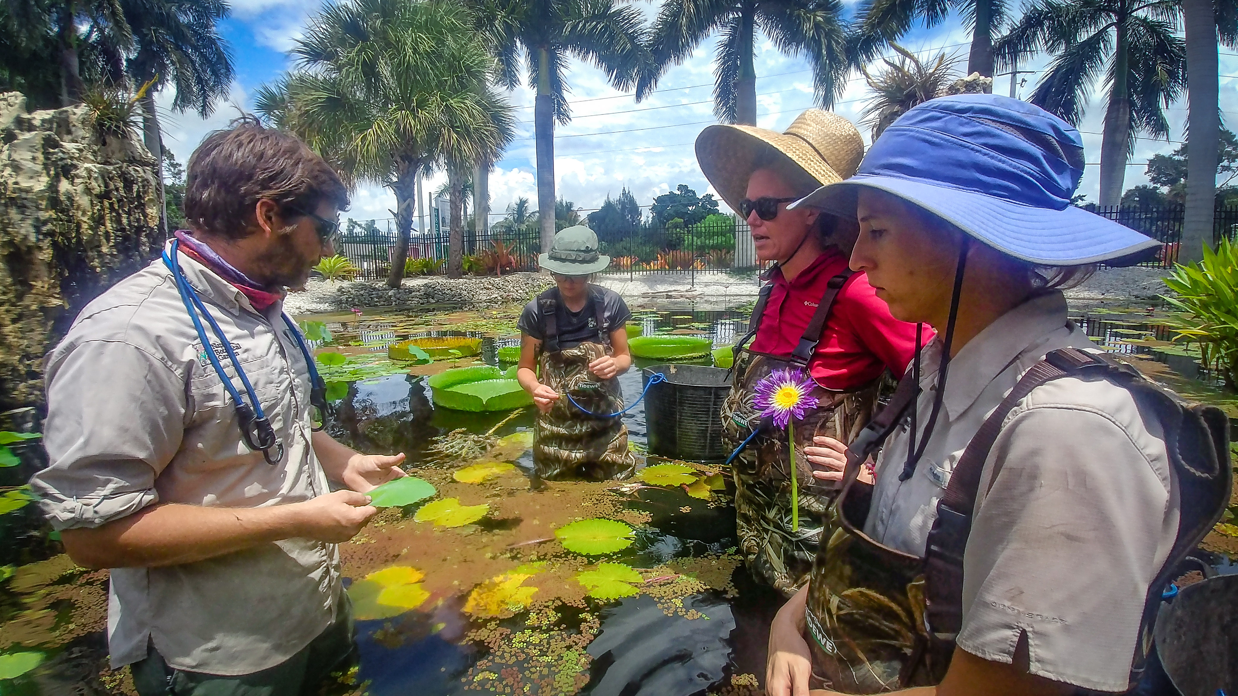 Aquatic Areas Manager Danny Cox demonstrates Waterlily care to Gardeners at Naples Botanical Garden