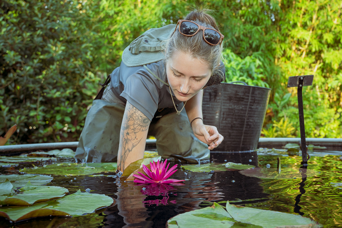 Gardener Morgan reaches into pond to tend to waterlily plants at Naples Botanical Garden