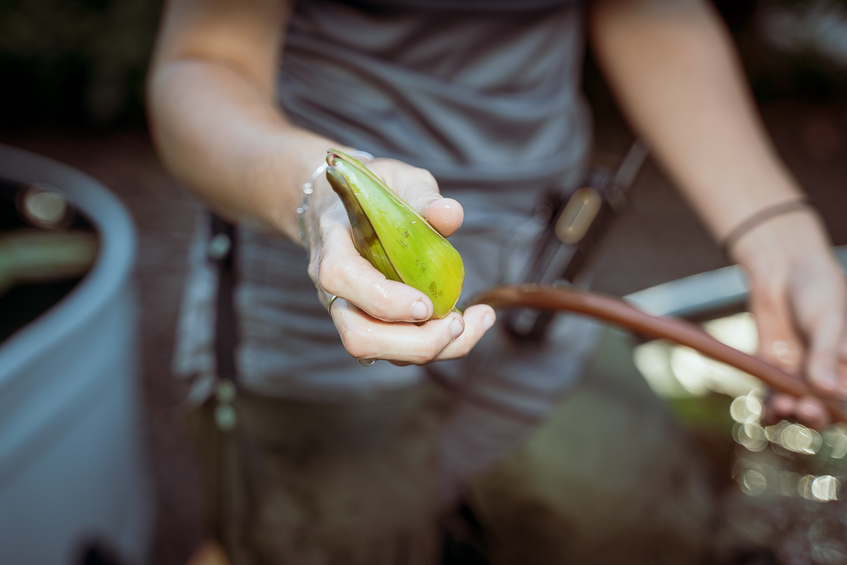 Gardener Morgan squeezes flower buds that are underneath water to double-check that they are spent, and in need of pruning. 