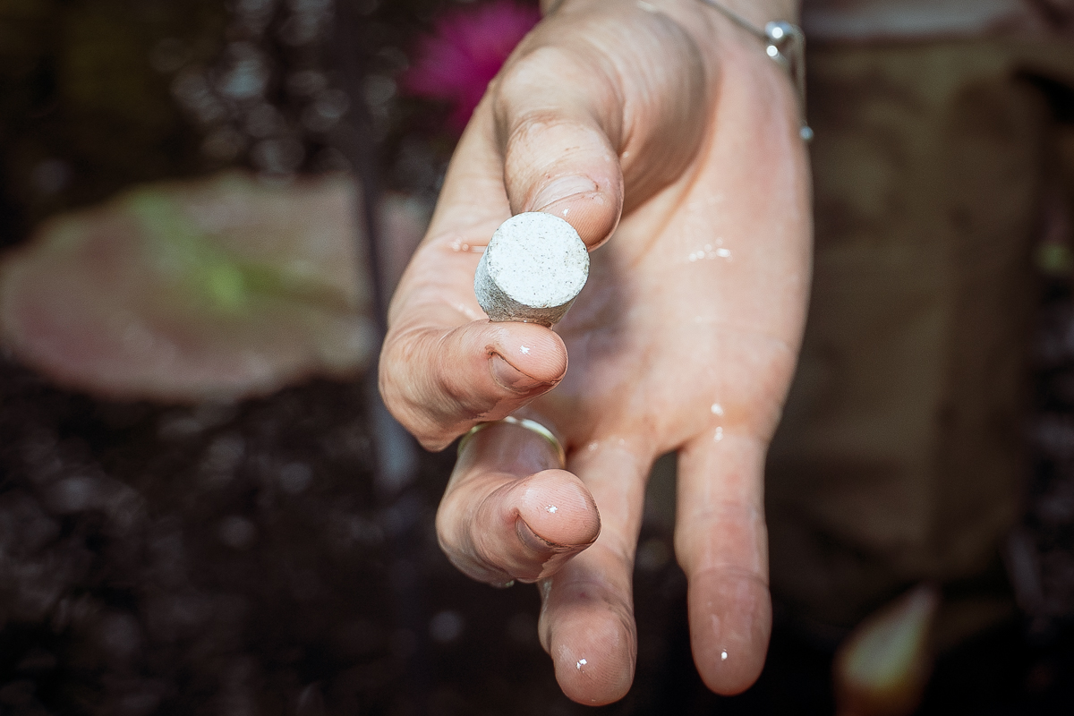 Gardener Morgan places a fertilizer bead at the base of each waterlily plant