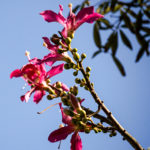 Silk Floss, pink flowers