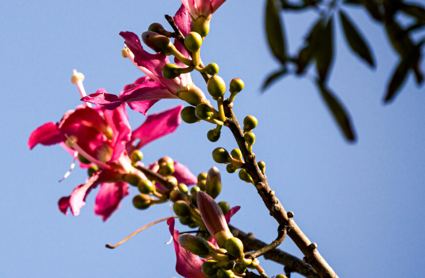 Silk Floss, pink flowers