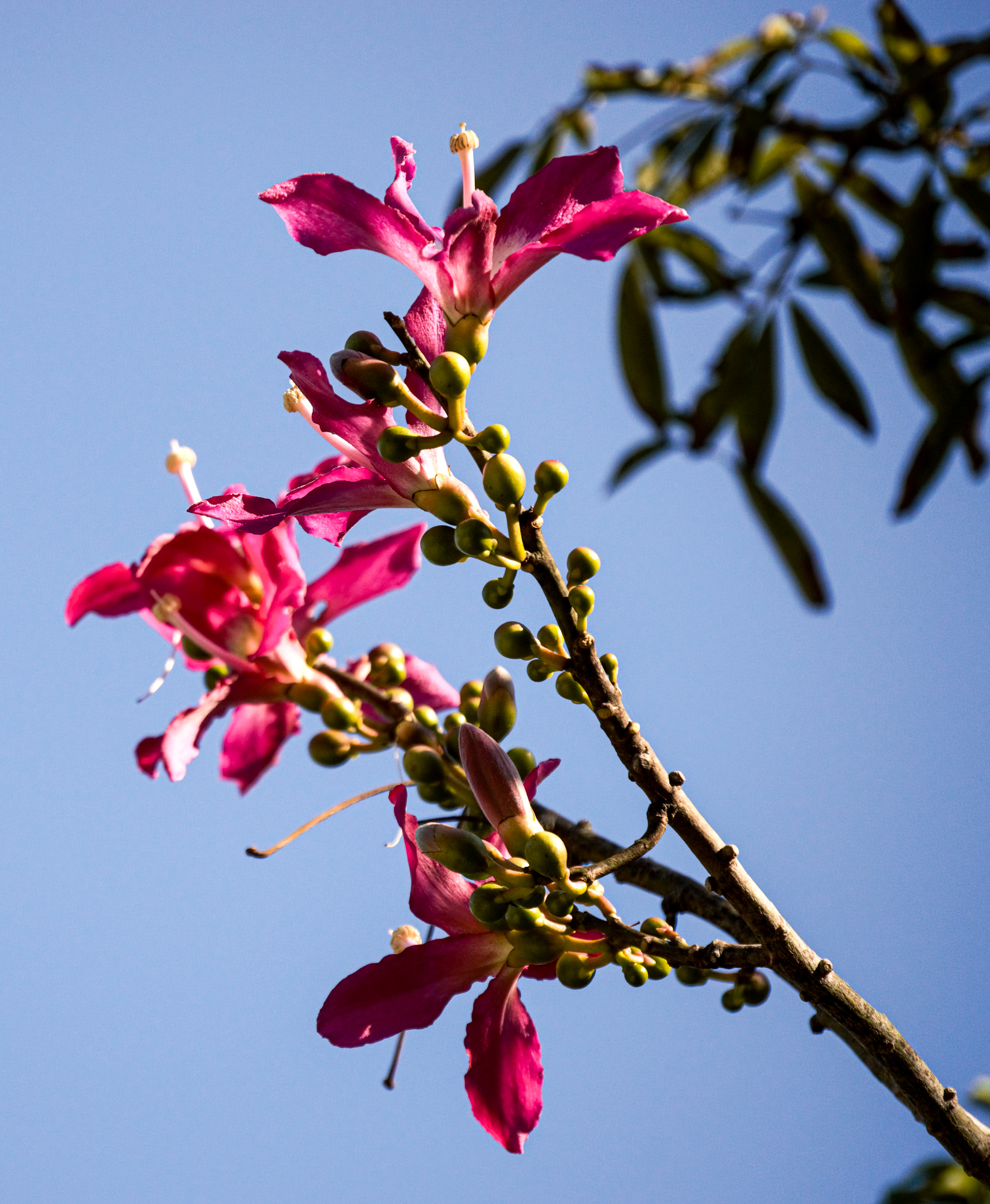 Silk Floss, pink flowers