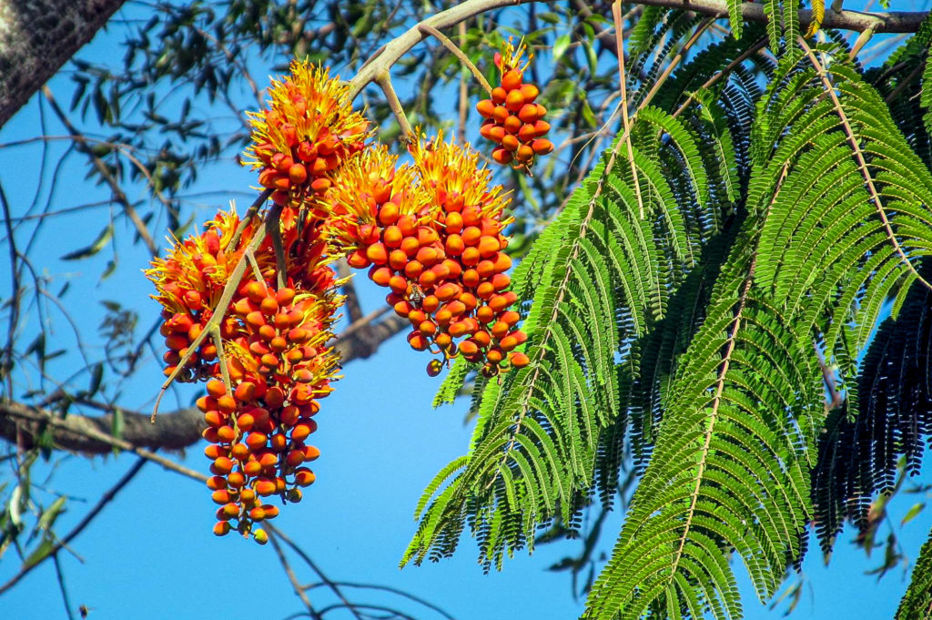 Colville's glory, orange cone-shaped flowers blossoming from a woody branch.