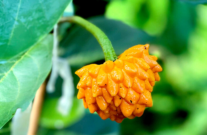 The First of Many Garden Excursions