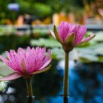 waterlily