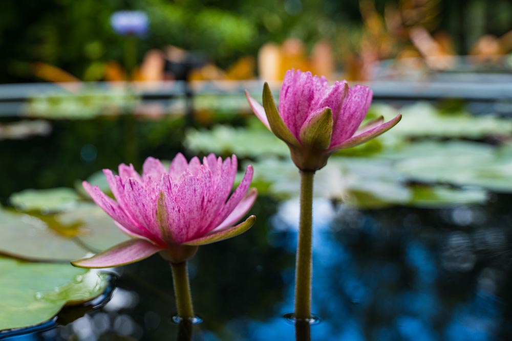 waterlily