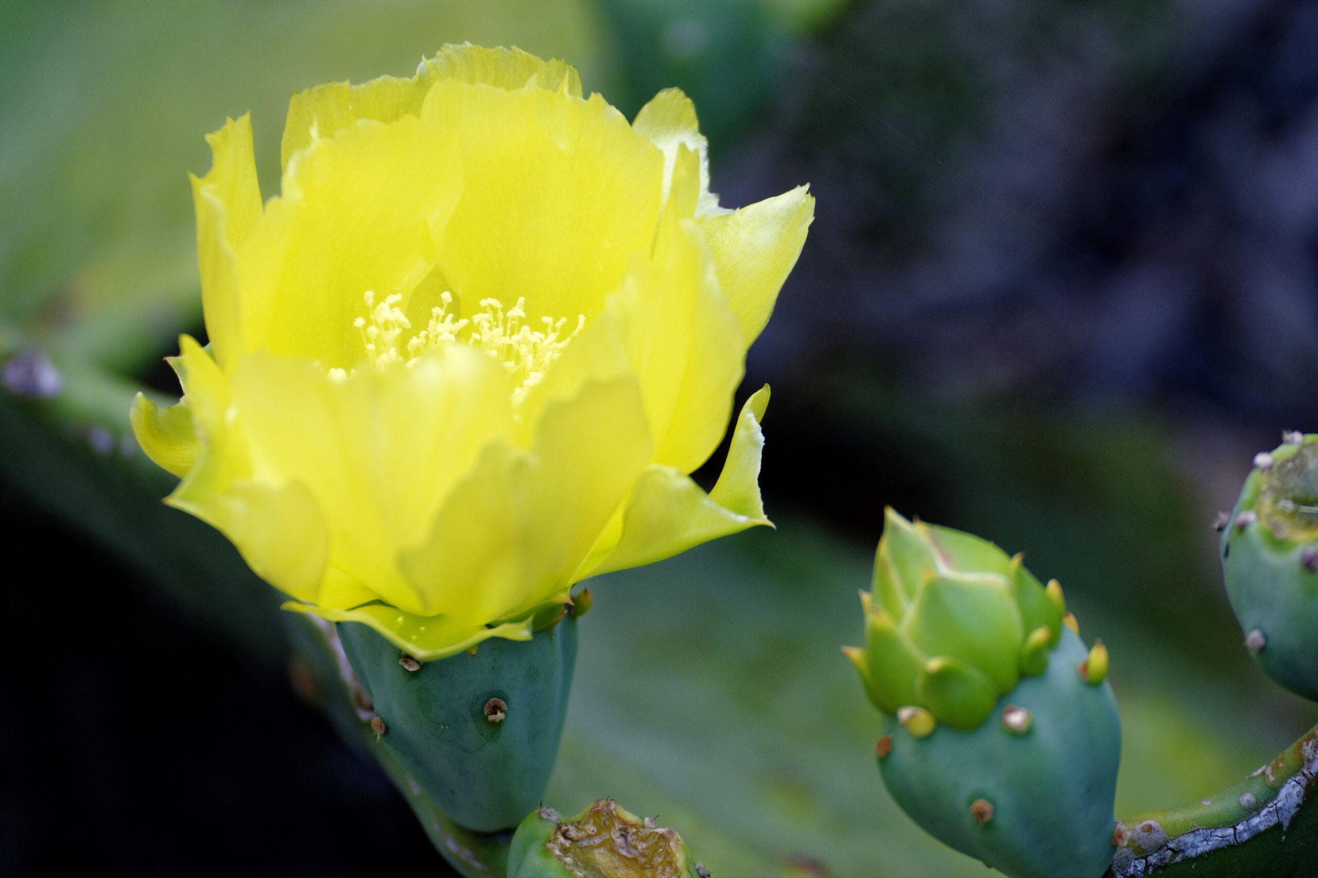 Notes from the Garden