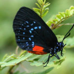 Atala butterfly, black with blue and orange color details.