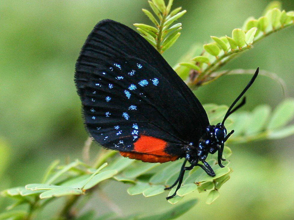 Atala butterfly, black with blue and orange color details.