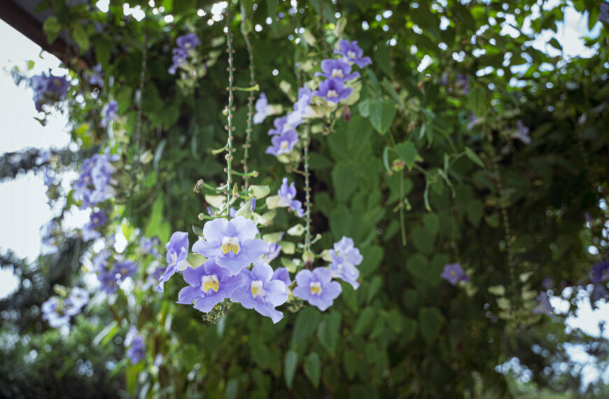 Ask a gardener: questions answered