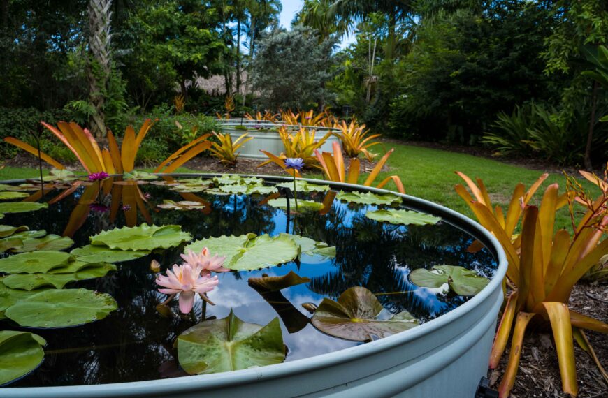 2021 New Waterlily Competition Winners