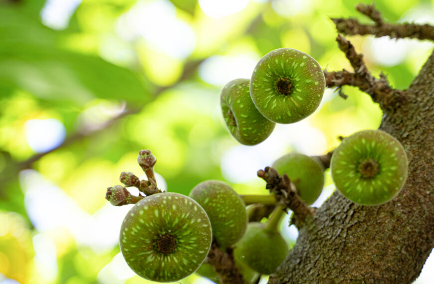 Love Eating Figs? We Hope This Doesn’t Change Your Mind.