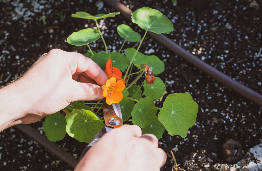 Galangal, Anyone? Discover the Garden’s Bounty From the Everyday to the Exotic