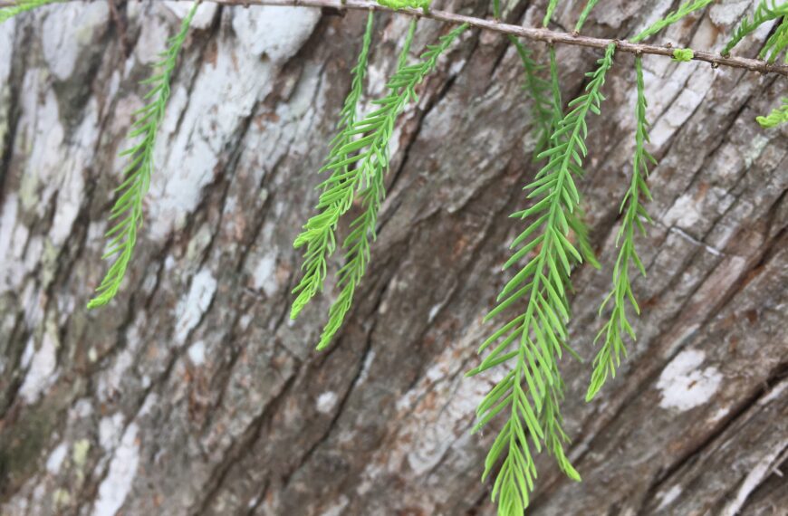 Bald Cypress: Siren of Spring