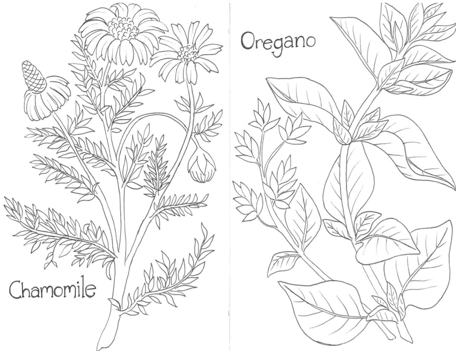 Coloring Pages Of Herbs 2025 