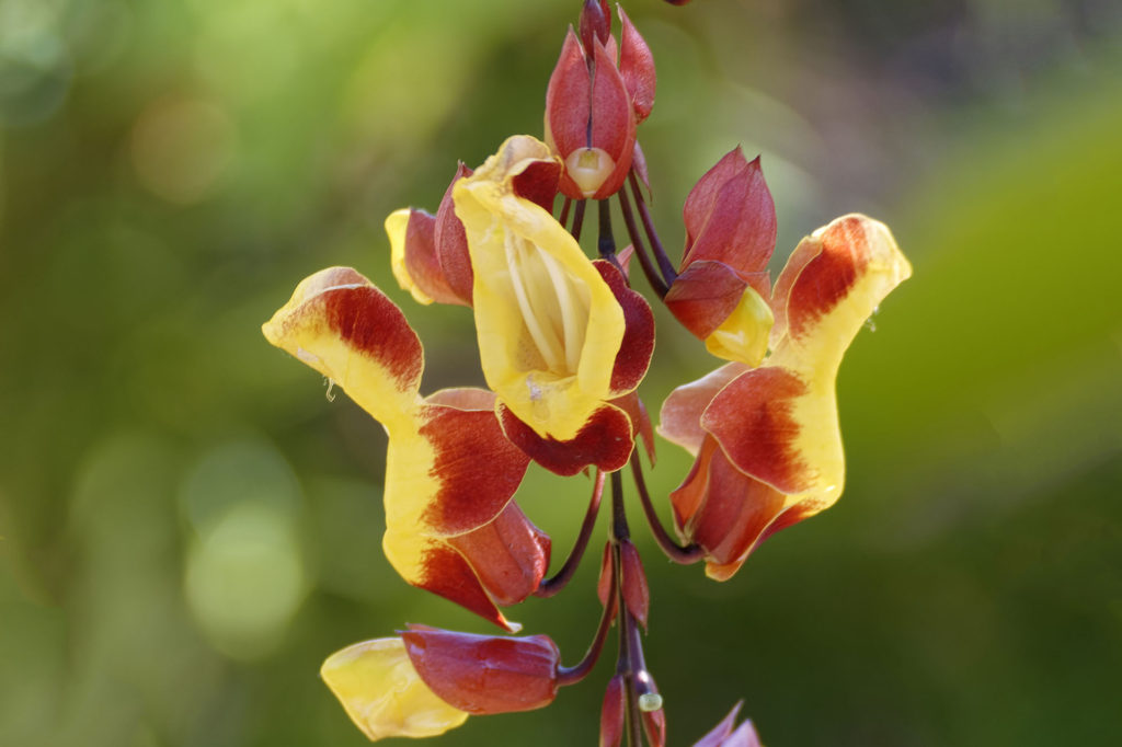 Clock Vine at Naples Botanical Garden