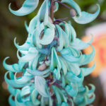 Jade Vine in the Smith Entry Prow at Naples Botanical Garden