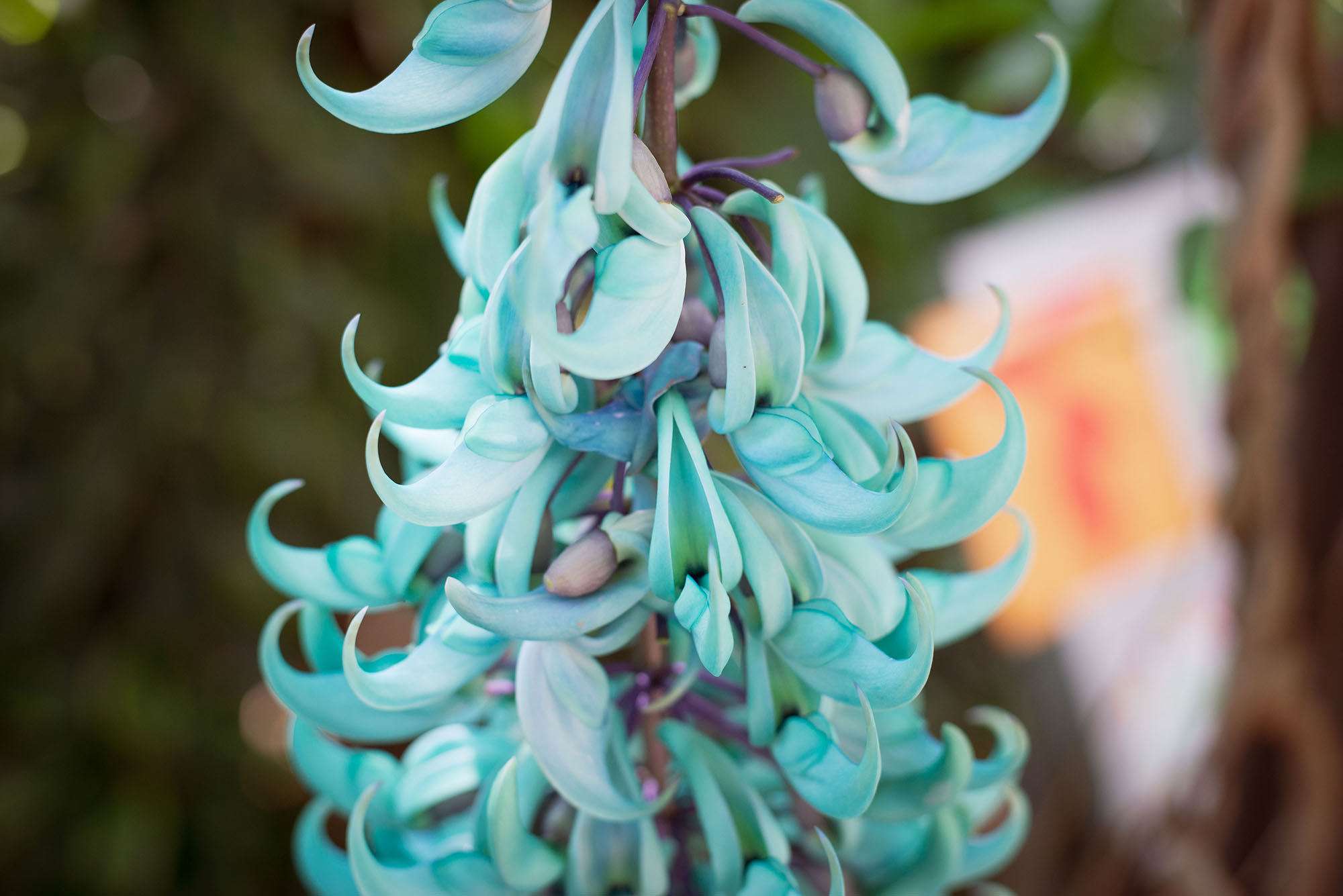 Jade Vine in the Smith Entry Prow at Naples Botanical Garden