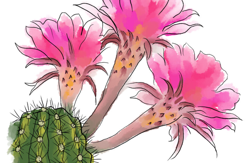 Is My Cactus Really a Cactus?