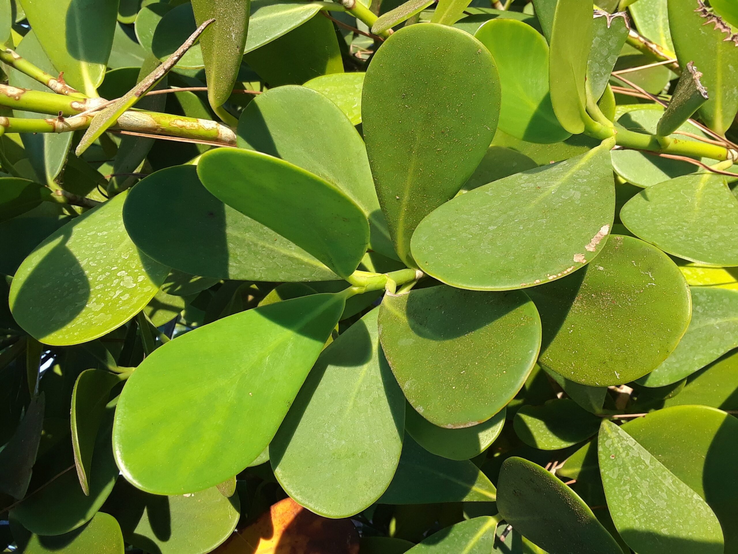 Autograph tree (Clusia rosea) at Naples Botanical Garden