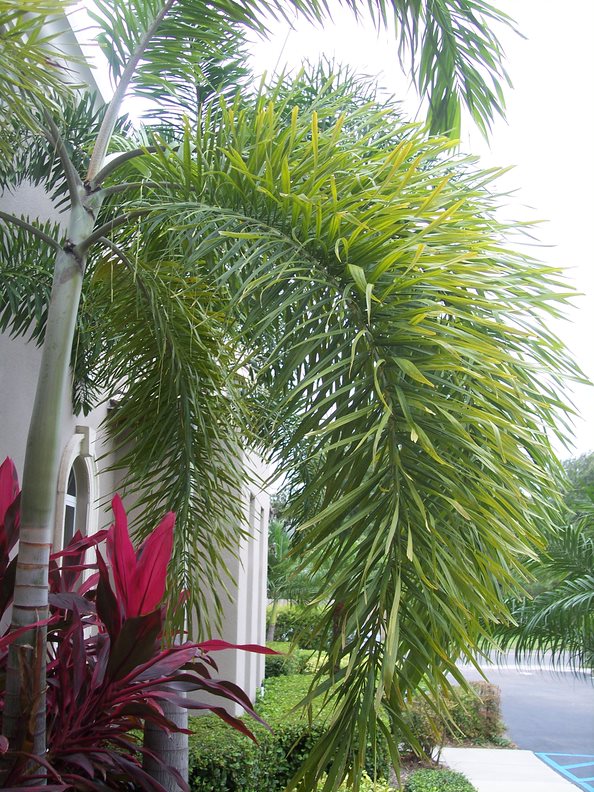 Identifying Common Palms Naples Botanical Garden