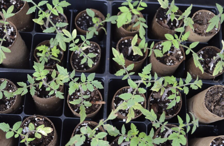 V for Victory Gardens