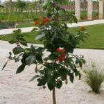 Geiger tree, Naples Botanical Garden