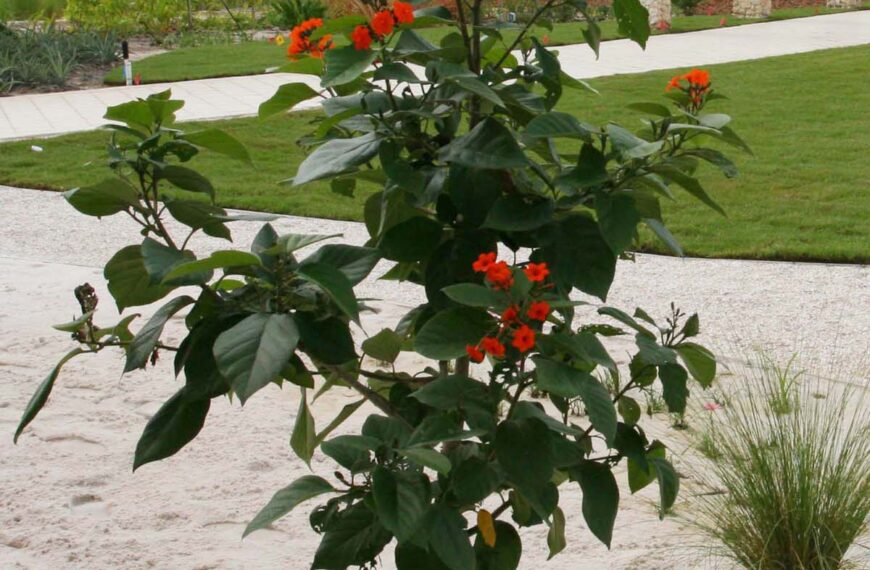 Geiger tree, Naples Botanical Garden