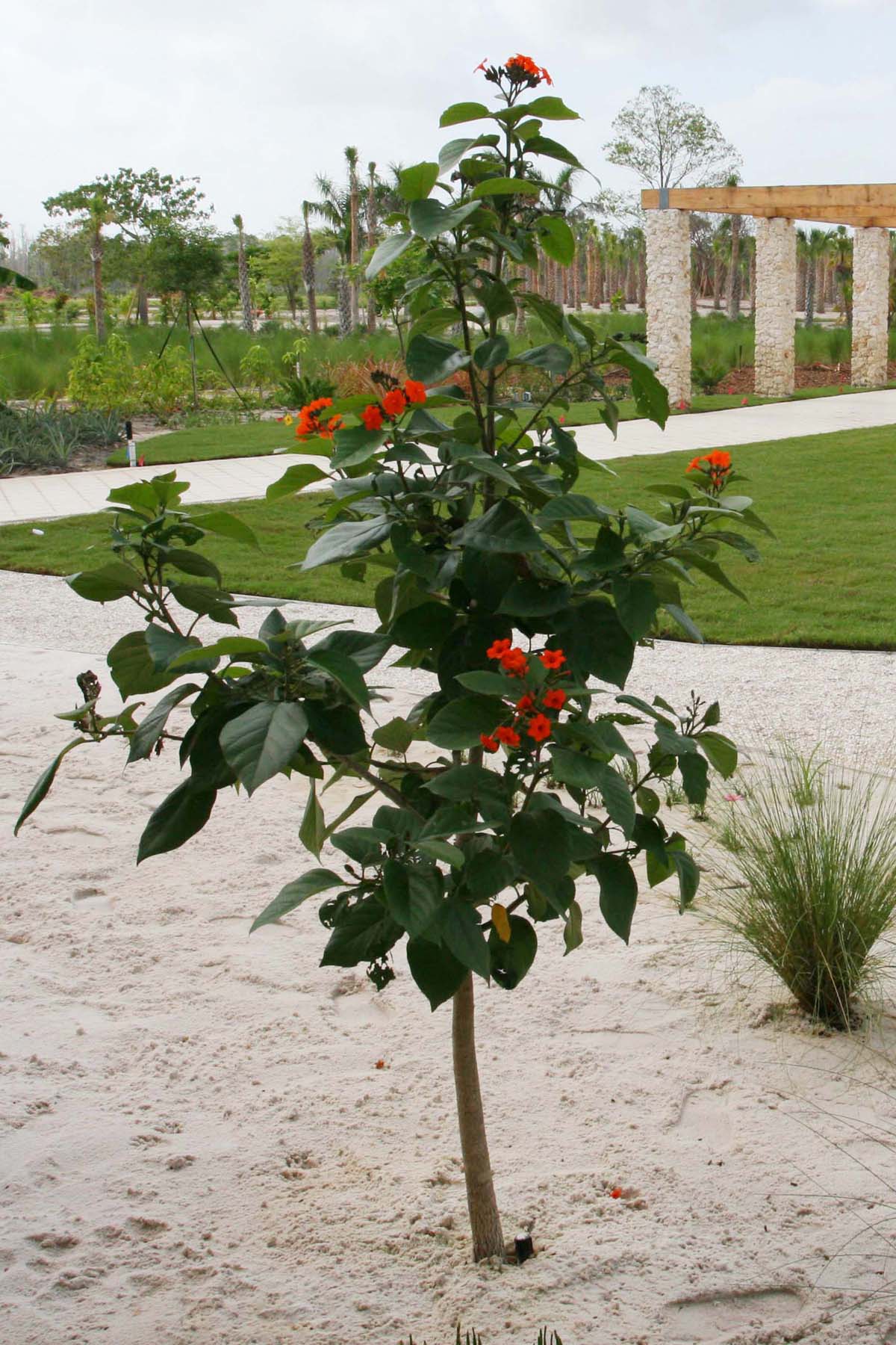 Geiger tree, Naples Botanical Garden