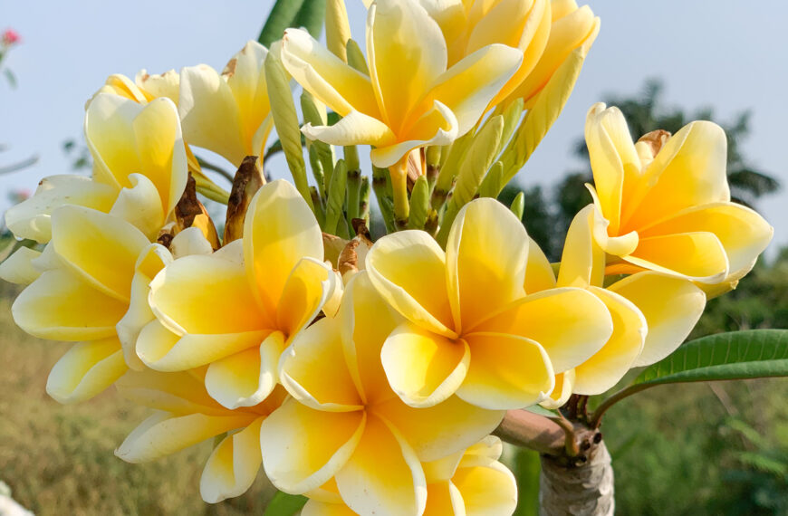 Plumeria in Bloom: A Comeback Story