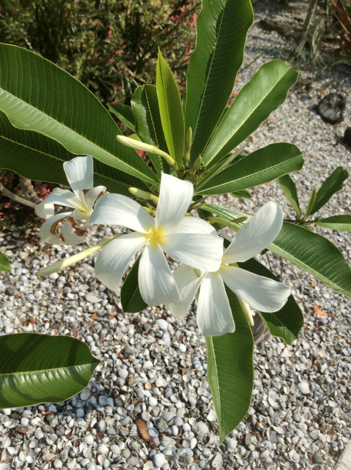 Plumeria in Bloom A Comeback Story Naples Botanical Garden