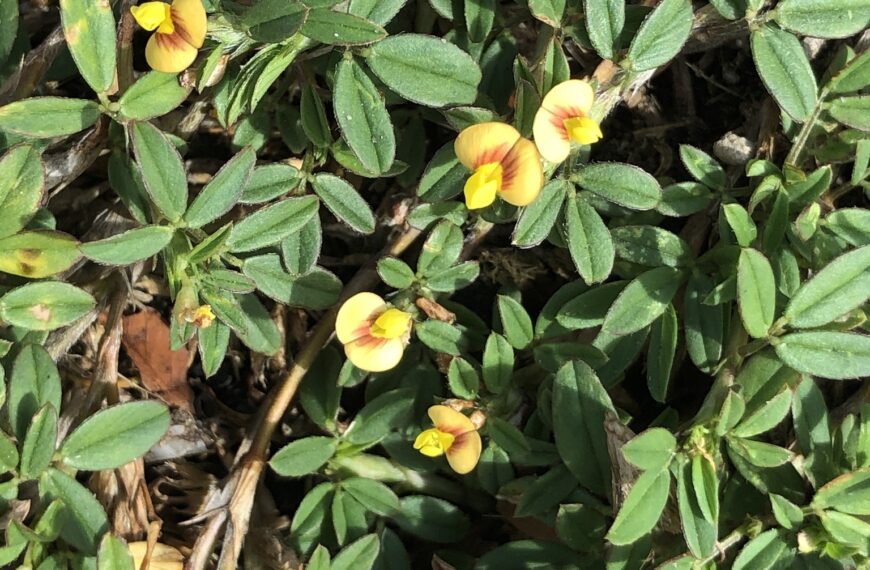 Connecting with nature: Project Stay Planted results