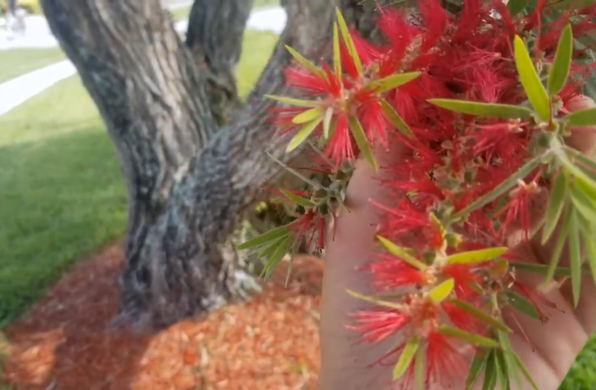 Take a neighborhood sensory tour