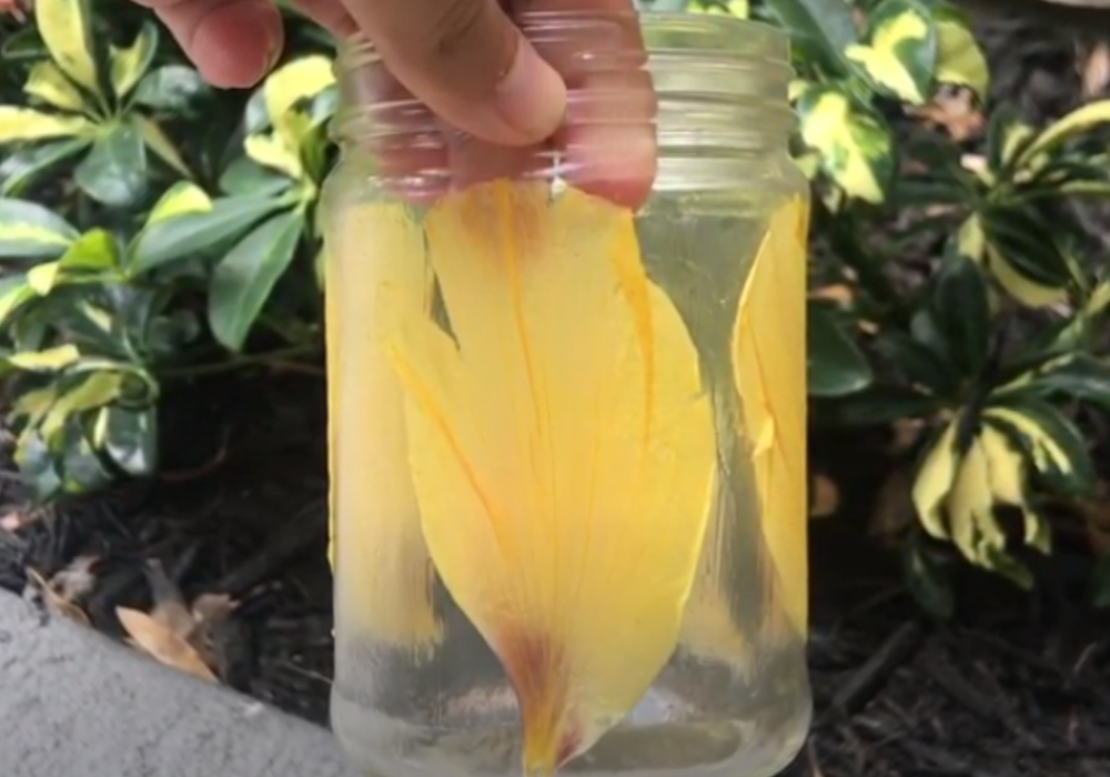 Flower Pressing Jar Craft Naples Botanical Garden