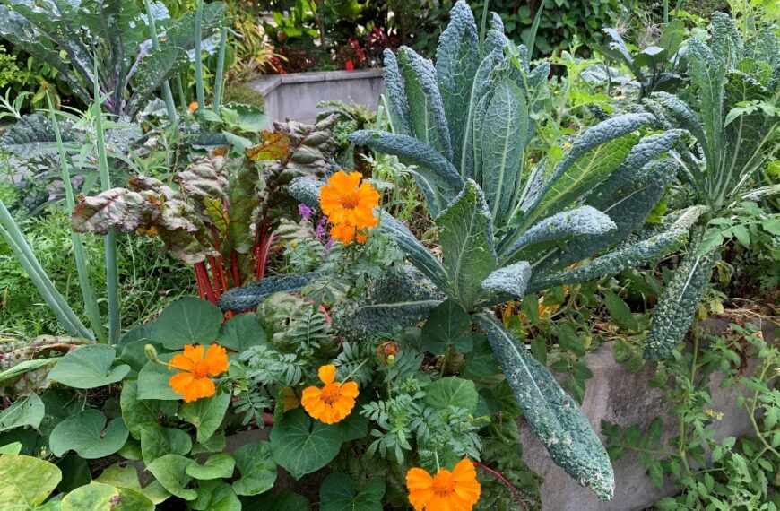 Harvest Day at the Garden 