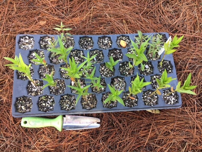 How to Grow Florida Native Milkweed From Seed Naples Botanical Garden