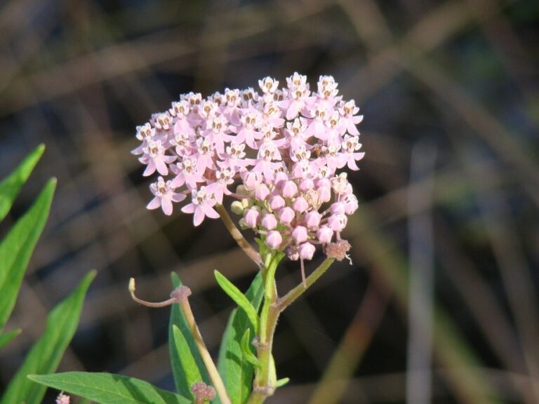 How to Grow Florida Native Milkweed From Seed Naples Botanical Garden
