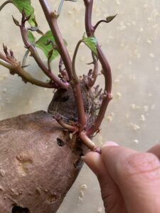 Container Gardening Planting A Sprouted Sweet Potato Naples Botanical Garden