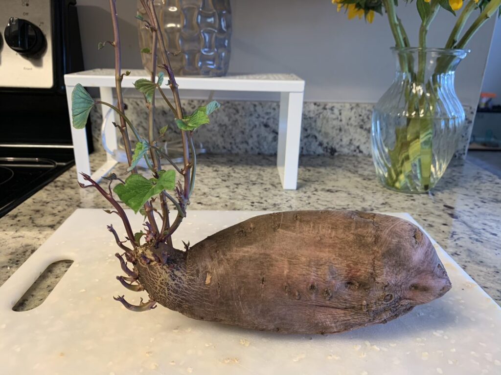 Container Gardening Planting a Sprouted Sweet Potato Naples Botanical Garden
