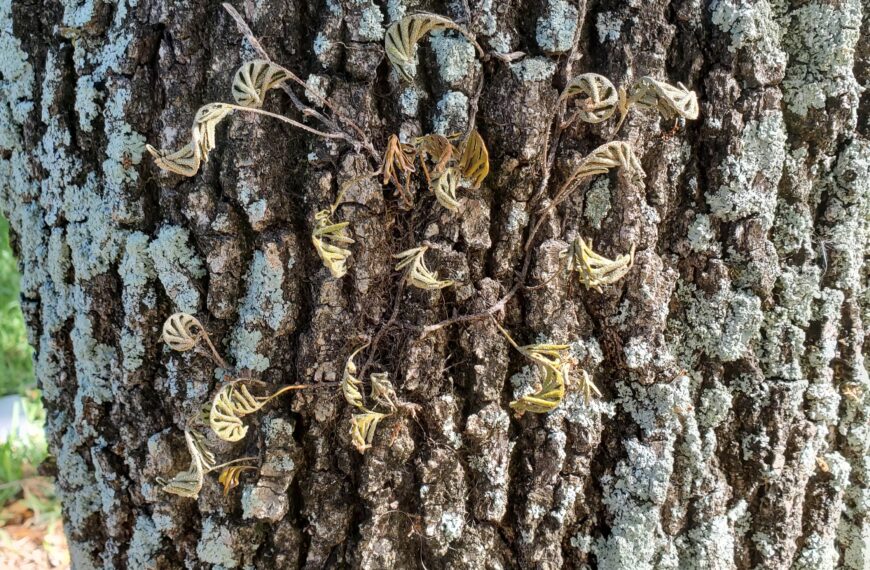 Surprise, it’s Still Alive! Reviving the Amazing Resurrection Fern 