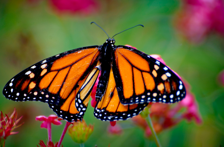 iNaturalist is not just for plants: Celebrate Pollinator Week by discovering bugs in your backyard!