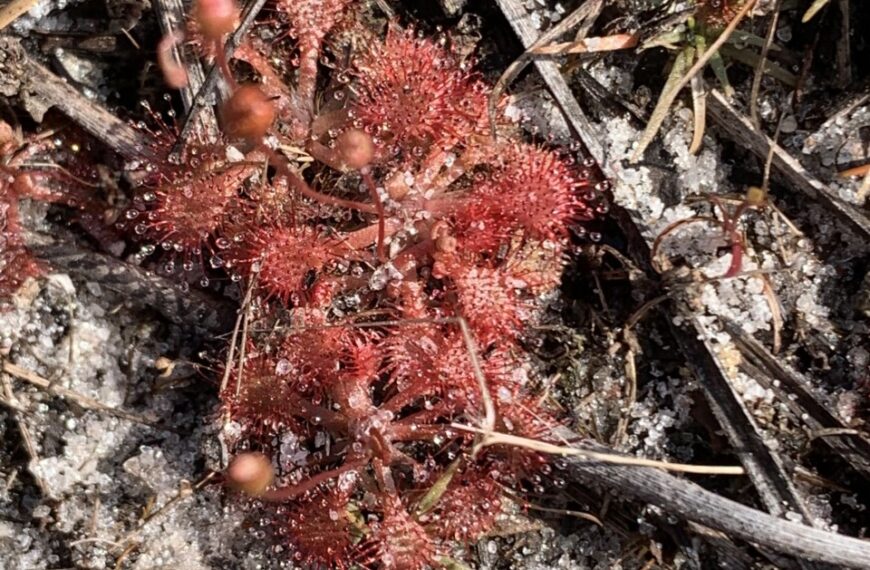 Caution: Plants May Bite!