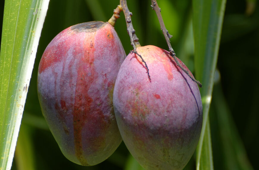 Planting a Mango Seed