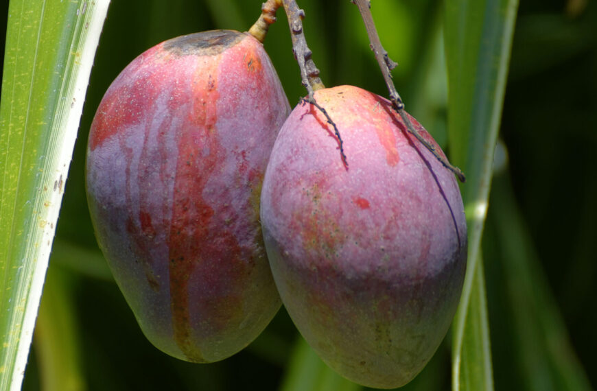 Planting a Mango Seed